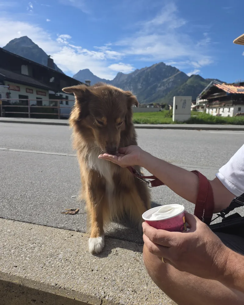 Dog in front of the mountains getting Molly