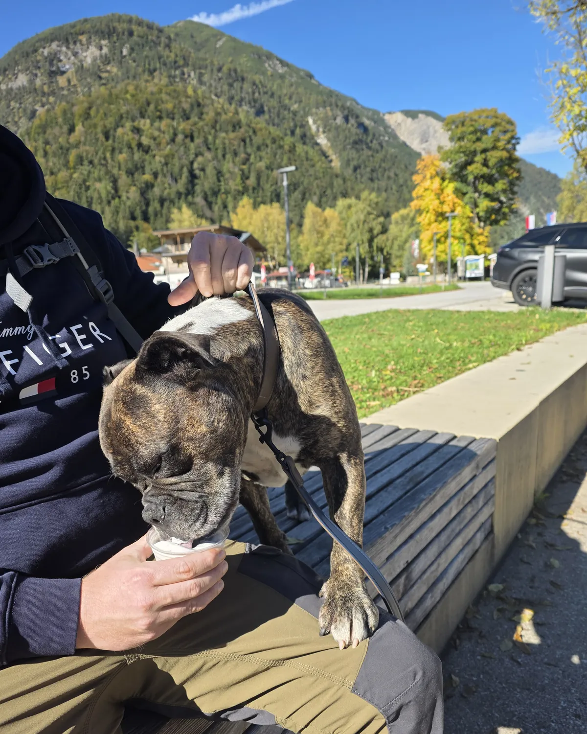 Tigrasti pas u jesen liže Molly iz čašice, u pozadini planine Pertisaua