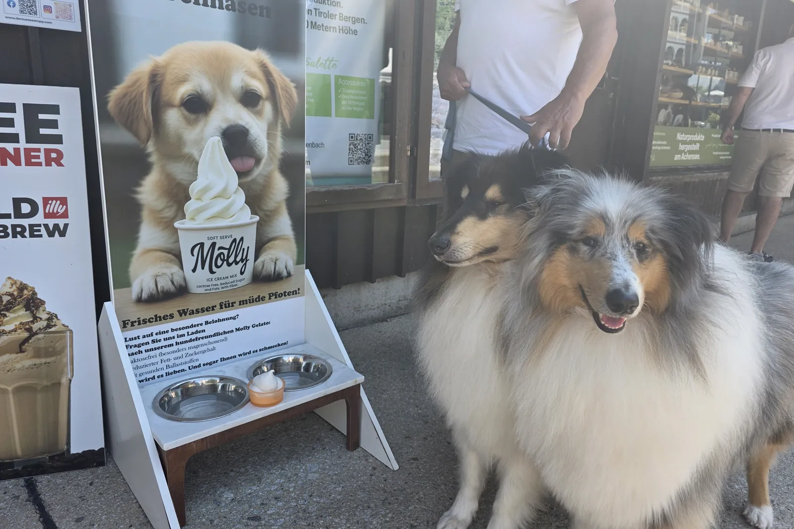 Due collie accanto all’espositore Molly al banco di Der Süße Stopp