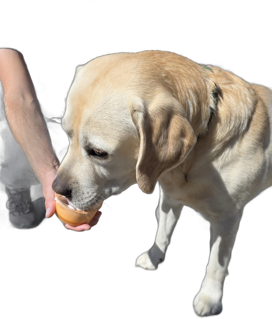 A Labrador being handed a cup of Molly