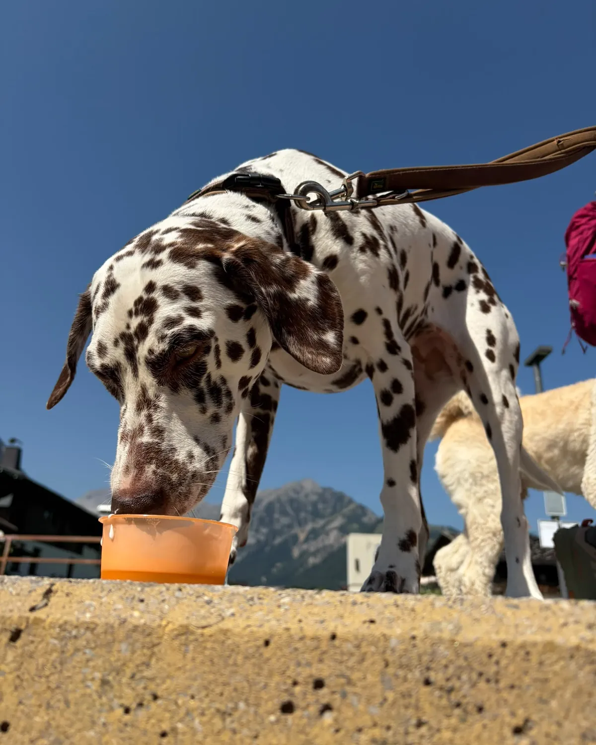 Dalmata nyalja a Mollyt egy pohárból a pertisaui sétányon, háttérben hegyek
