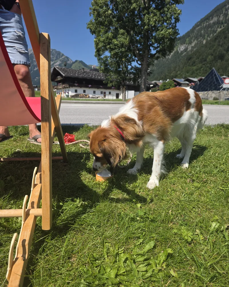 Dog with Molly on the lakeside meadow