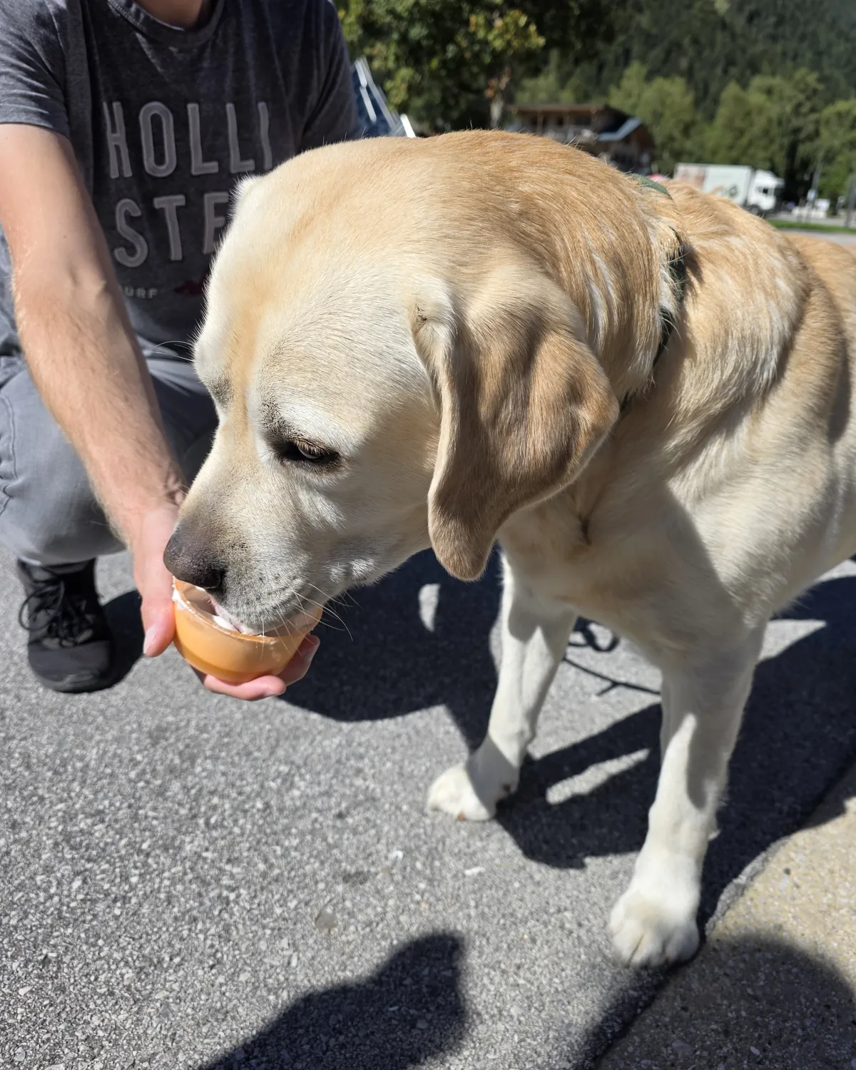Labradorec liže Molly iz lončka v roki
