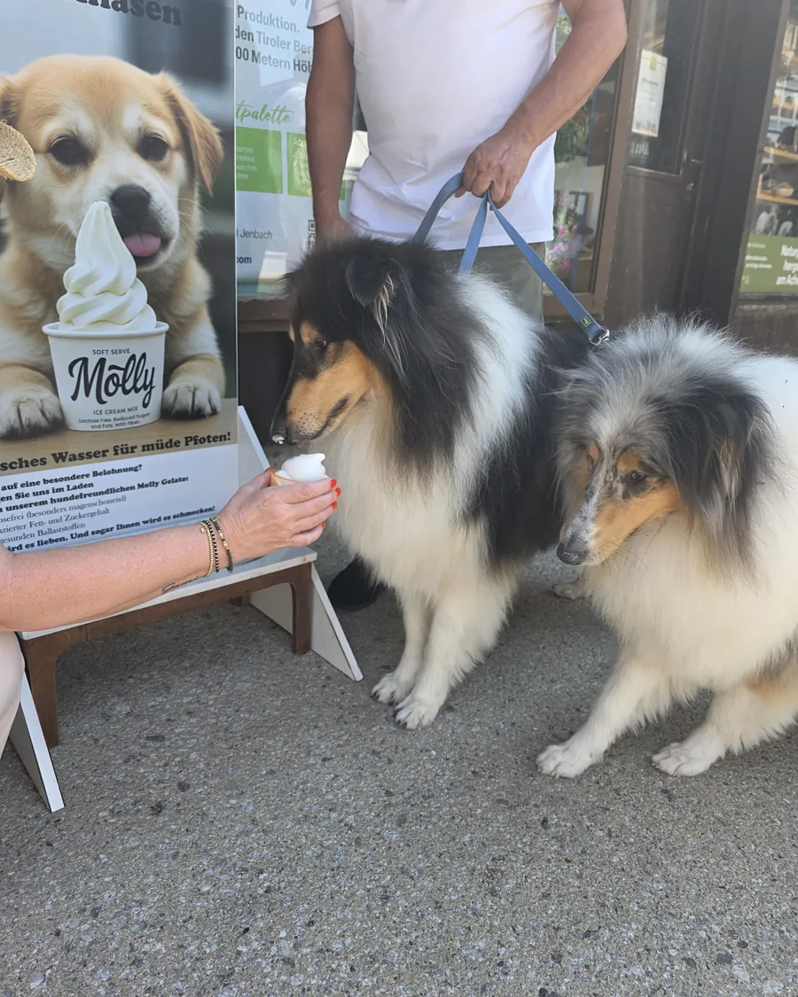 Collies in front of Der Süße Stopp by the Molly sign