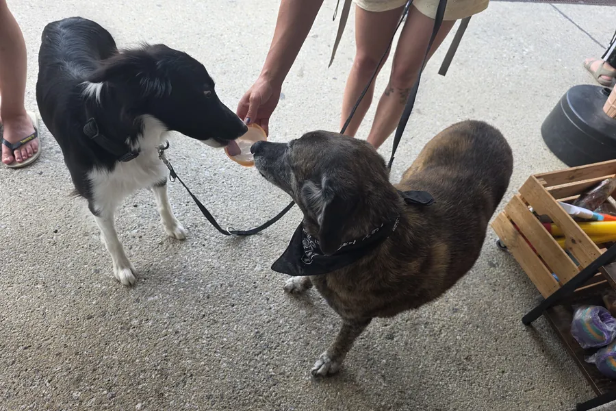 Two dogs sharing a cup of Molly